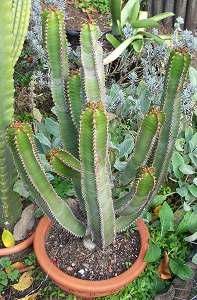 Euphorbia